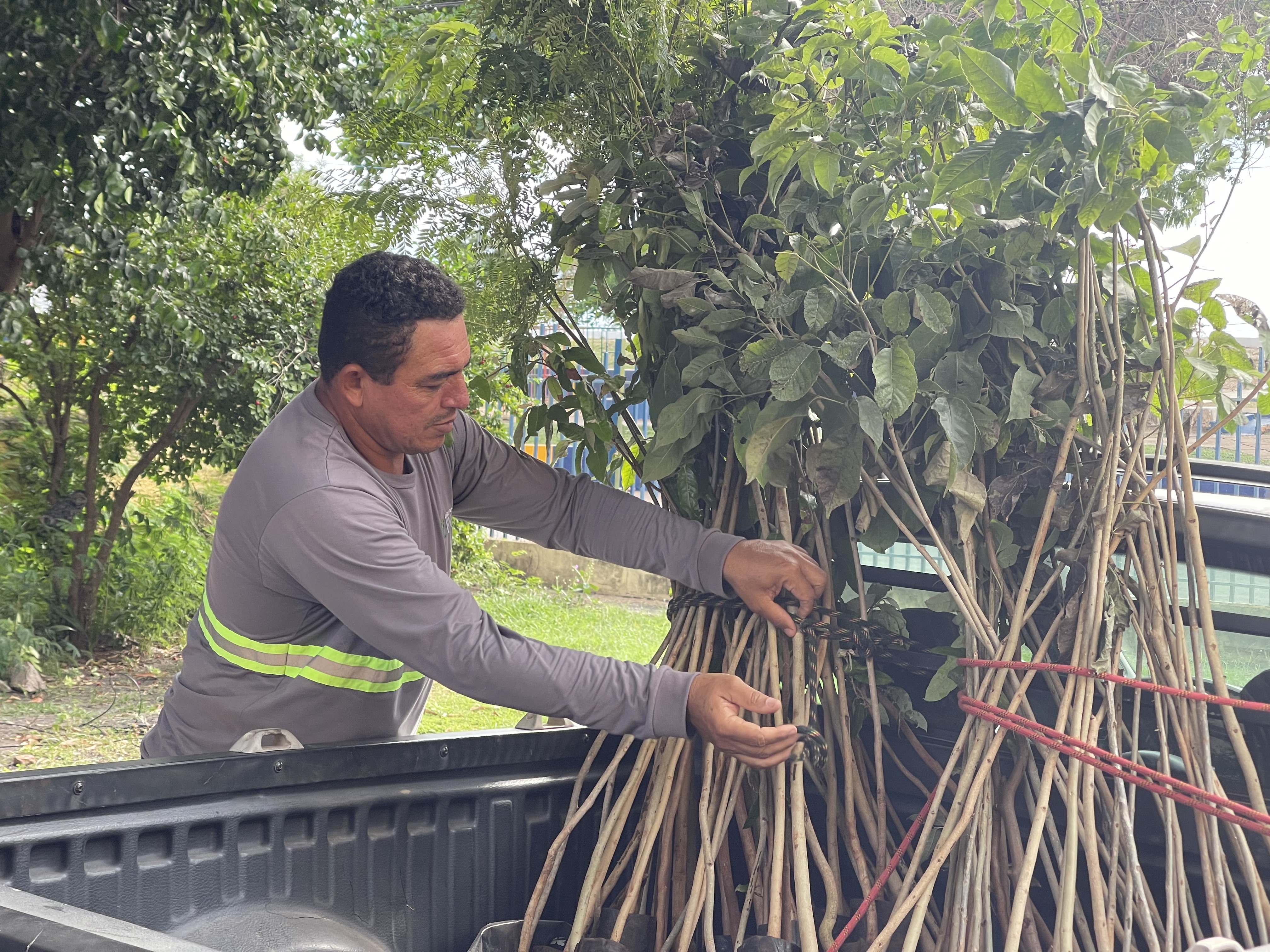Prefeitura recebe doação de mudas do Grupo FV Cereais com base em lei complementar sancionada pelo Executivo Prefeitura recebe doação de mudas do Grupo FV Cereais com base em lei complementar sancionada pelo Executivo