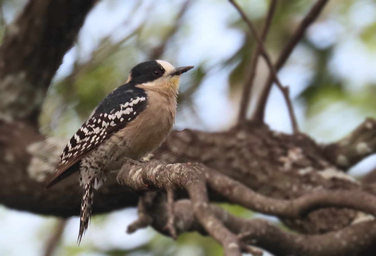 Global Big Day 2025: Porto Murtinho e Mato Grosso do Sul ganham destaque nacional na observação de aves e fortalecem a ciência cidadã Global Big Day 2025: Porto Murtinho e Mato Grosso do Sul ganham destaque nacional na observação de aves e fortalecem a ciência cidadã