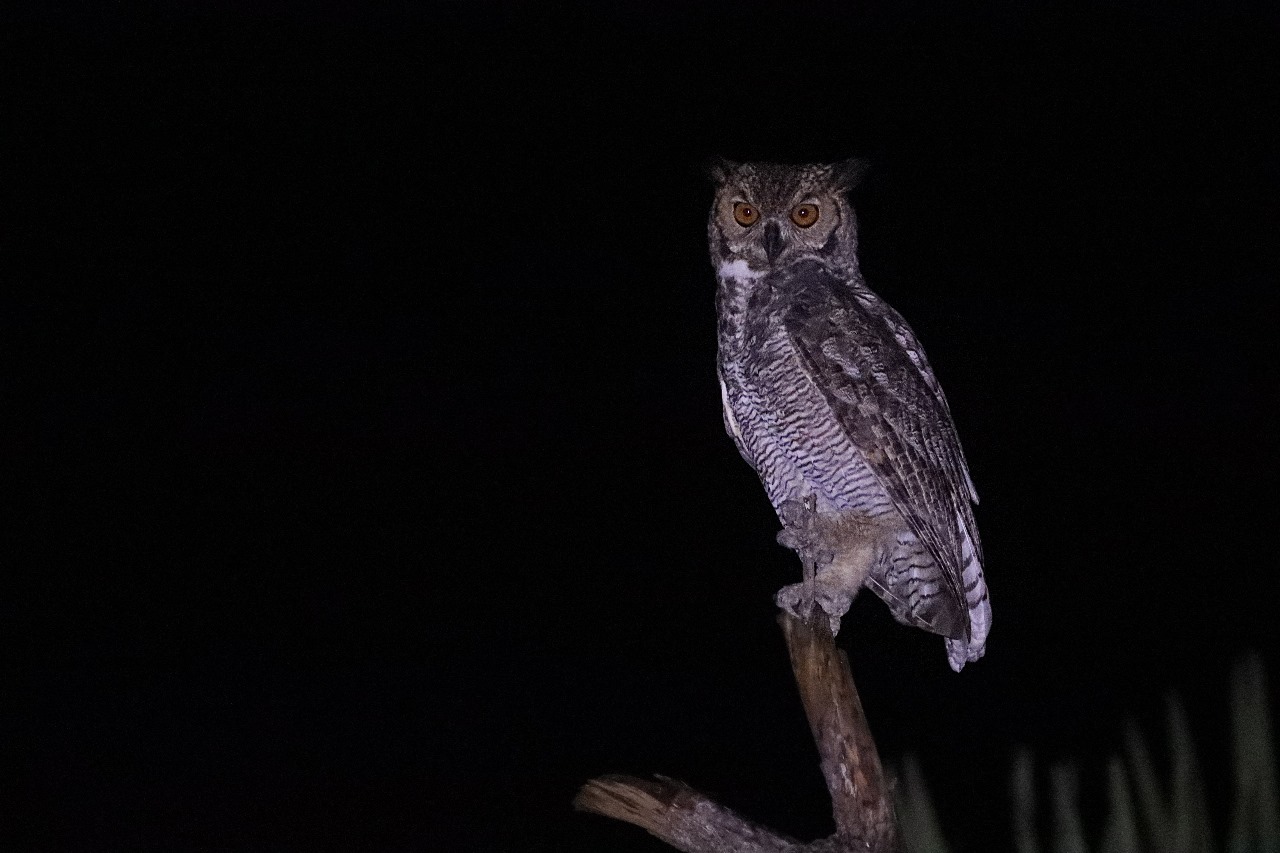 Global Big Day 2025: Porto Murtinho e Mato Grosso do Sul ganham destaque nacional na observação de aves e fortalecem a ciência cidadã Global Big Day 2025: Porto Murtinho e Mato Grosso do Sul ganham destaque nacional na observação de aves e fortalecem a ciência cidadã